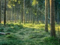 IMGP8438_HDR_Morgenstemning_i_granskov